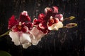 Cambria Orchid or Vuylstekeara Orchid Royalty Free Stock Photo