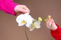 Orchid care concept. Hand of mother and child touching orchid petal