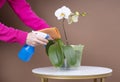 Orchid care at home