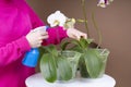 Orchid care at home background