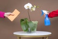 Orchid care at home. A woman`s hand with microfiber and a child`s hand