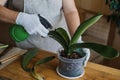 Orchid Care, How to Cut an Orchid Leaf. Removing a Damaged Orchid Phalaenopsis flower Leaves. Female hands cutting