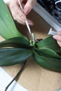 Orchid care. A woman treats orchid roots with the drug. With a brush.