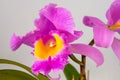 Orchid Cattleya Blc. Trium Phal Coronation Seto home flower. Large pink purple buds. Flowering of a rare variety of