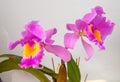 Orchid Cattleya Blc. Trium Phal Coronation Seto home flower. Large pink purple buds. Flowering of a rare variety of