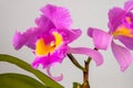 Orchid Cattleya Blc. Trium Phal Coronation Seto home flower. Large pink purple buds. Flowering of a rare variety of