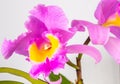 Orchid Cattleya Blc. Trium Phal Coronation Seto home flower. Large pink purple buds. Flowering of a rare variety of