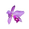 Orchid Cattleya labiata pink flower isolated on the white background Royalty Free Stock Photo