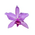 Orchid Cattleya labiata pink flower isolated on the white background Royalty Free Stock Photo