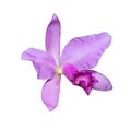 Orchid Cattleya labiata pink flower isolated on the white background Royalty Free Stock Photo