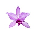 Orchid Cattleya labiata pink flower isolated on the white background Royalty Free Stock Photo