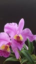 Orchid Cattleya Luddemaniana close up Royalty Free Stock Photo