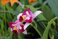 Orchid cattleya