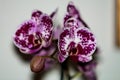 Orchid Cattleya `Screziata` plant close up