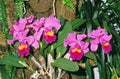 Orchid, cattleya sp
