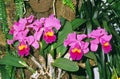 ORCHIDEE cattleya