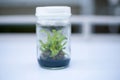 Orchid cell plant tissue culture