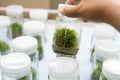 Orchid cell plant tissue culture