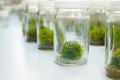 Orchid cell plant tissue culture