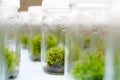 Orchid cell plant tissue culture