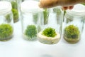 Orchid cell plant tissue culture