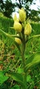 Orchid cephalanthera damasonium basque country Royalty Free Stock Photo