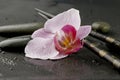 Orchid, Chopsticks and Stones Royalty Free Stock Photo
