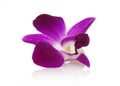 Orchid close-up Royalty Free Stock Photo