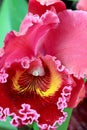 Orchid close up Royalty Free Stock Photo