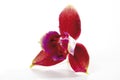 Orchid, close-up Royalty Free Stock Photo