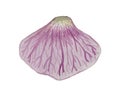 Watercolor stylized purple petal of phalaenopsis