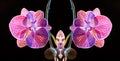 Orchid, Close up and kaleidoscope