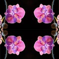 Orchid, Close up and kaleidoscope