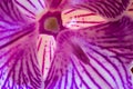 Orchid, Close up and kaleidoscope