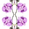 Orchid, Close up and kaleidoscope