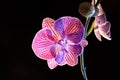 Orchid, Close up and kaleidoscope