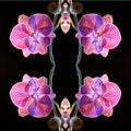 Orchid, Close up and kaleidoscope