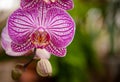 Orchid close up