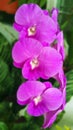 Orchid