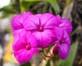 Close up shot of purple orchid Royalty Free Stock Photo