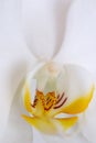 Orchid closeup