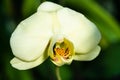 Orchid - closeup