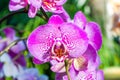 Orchid - closeup