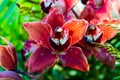 Orchid - closeup