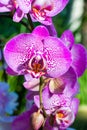 Orchid - closeup