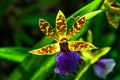 Orchid - closeup