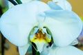Orchid - closeup