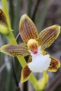 Orchid closeup, Venezuela