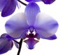 Orchid Closeup on White Background