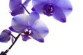 Orchid Closeup on White Background Royalty Free Stock Photo